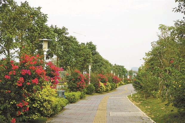 深圳宝安已完工14条特色花卉景观大道（图）